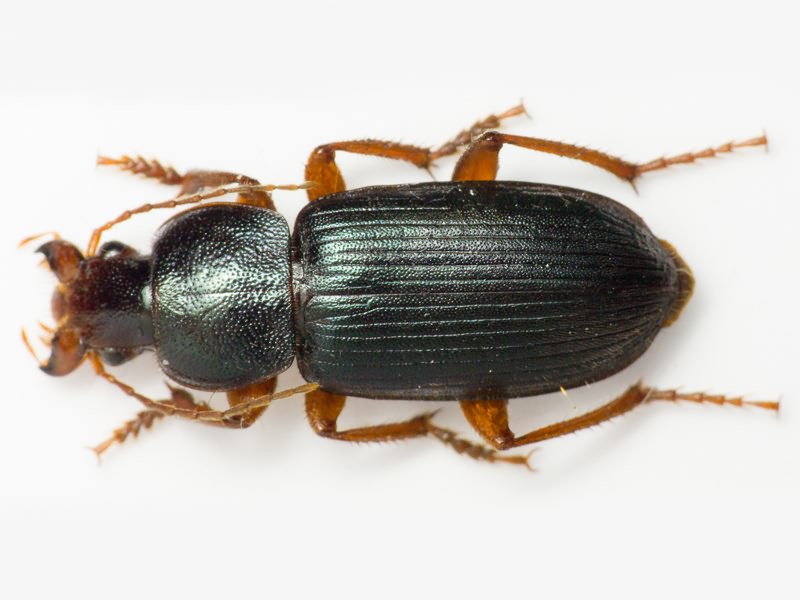 Carabidae Latreille, 1802